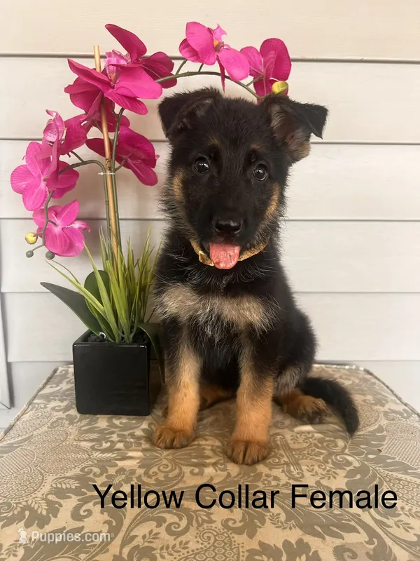 Yellow Collar Female – German Shepherd Dog puppy for sale in Morrisville, MO