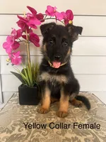 Yellow Collar Female, a female German Shepherd Dog for sale in Morrisville, MO – 1 of 5
