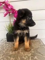 White Collar Female, a female German Shepherd Dog for sale in Morrisville, MO – 6 of 7