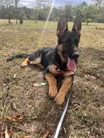 Red Collar Female , a female German Shepherd Dog for sale in Morrisville, MO – 6 of 7