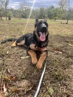 Red Collar Female , a female German Shepherd Dog for sale in Morrisville, MO – 5 of 7