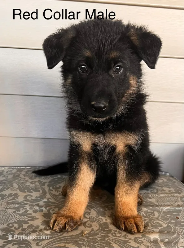 Red Collar Male – German Shepherd Dog puppy for sale in Morrisville, MO