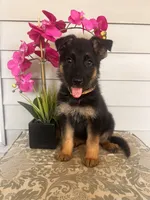Yellow Collar Female, a female German Shepherd Dog for sale in Morrisville, MO – 2 of 5