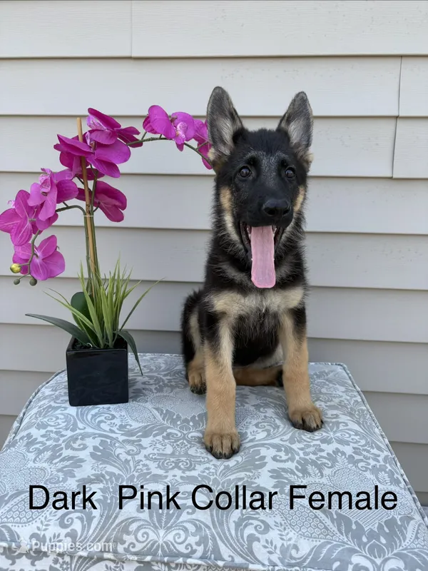 Dark Pink Collar Female – German Shepherd Dog puppy for sale in Morrisville, MO