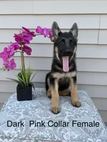 Dark Pink Collar Female, a female German Shepherd Dog for sale in Morrisville, MO – 1 of 9