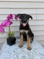 Orange Collar Male Puppy, a female German Shepherd Dog for sale in Morrisville, MO – 3 of 6