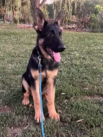 Yellow Collar Male, a male German Shepherd Dog for sale in Morrisville, MO – 3 of 5