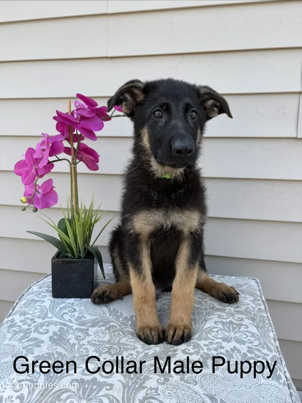Green Collar Male – German Shepherd Dog puppy for sale in Morrisville, MO