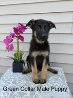 Green Collar Male, a female German Shepherd Dog for sale in Morrisville, MO – 1 of 9