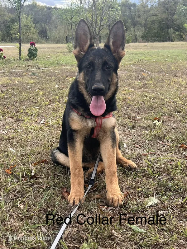 Red Collar Female  – German Shepherd Dog puppy for sale in Morrisville, MO