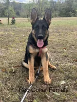 Red Collar Female , a female German Shepherd Dog for sale in Morrisville, MO – 1 of 7