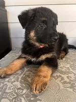 Pink Collar Female Puppy, a female German Shepherd Dog for sale in Morrisville, MO – 5 of 6