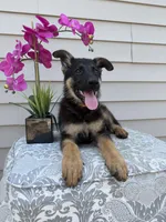 Orange Collar Male Puppy, a female German Shepherd Dog for sale in Morrisville, MO – 6 of 6