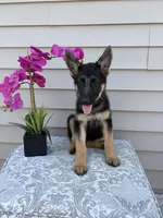 Dark Pink Collar Female, a female German Shepherd Dog for sale in Morrisville, MO – 3 of 9