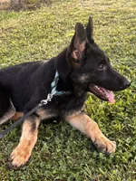 Dark Green Collar Male , a female German Shepherd Dog for sale in Morrisville, MO – 3 of 8
