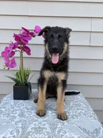 White Collar Female Puppy, a female German Shepherd Dog for sale in Morrisville, MO – 5 of 7