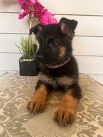 Purple collar Female, a female German Shepherd Dog for sale in Morrisville, MO – 2 of 6