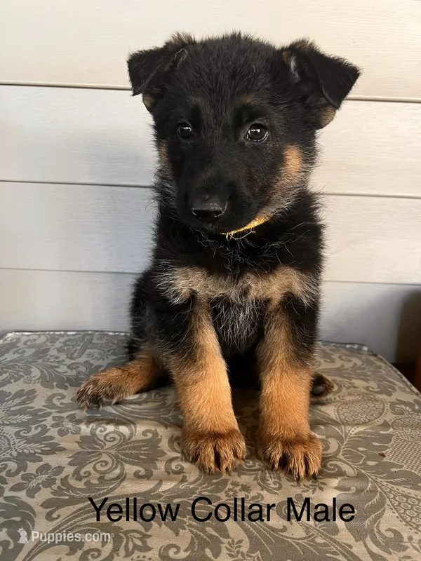 Yellow Collar Male – German Shepherd Dog puppy for sale in Morrisville, MO