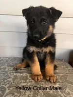 Yellow Collar Male, a male German Shepherd Dog for sale in Morrisville, MO – 1 of 5