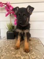 Purple collar Female, a female German Shepherd Dog for sale in Morrisville, MO – 5 of 6