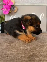 Pink Collar Female, a male German Shepherd Dog for sale in Morrisville, MO – Photo 2 of 6