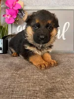 Pink Collar Female, a male German Shepherd Dog for sale in Morrisville, MO – Photo 3 of 6