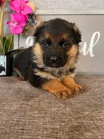 Pink Collar Female, a male German Shepherd Dog for sale in Morrisville, MO – Photo 5 of 6