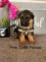 Pink Collar Female, a male German Shepherd Dog for sale in Morrisville, MO – Photo 1 of 6