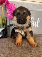 Pink Collar Female, a male German Shepherd Dog for sale in Morrisville, MO – Photo 6 of 6