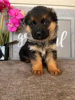 Pink Collar Female, a male German Shepherd Dog for sale in Morrisville, MO – Photo 4 of 6