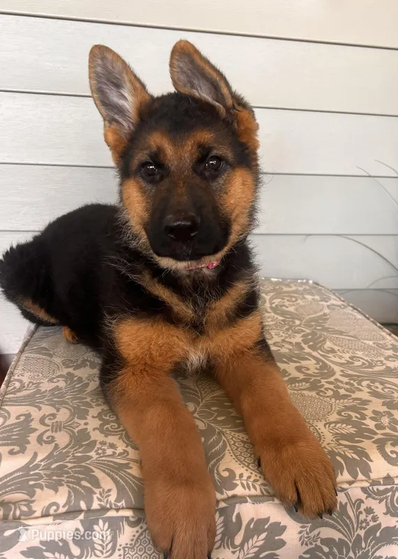 Pink Collar Female – German Shepherd Dog puppy for sale in Morrisville, MO