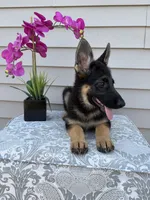 Dark Pink Collar Female, a female German Shepherd Dog for sale in Morrisville, MO – 9 of 9