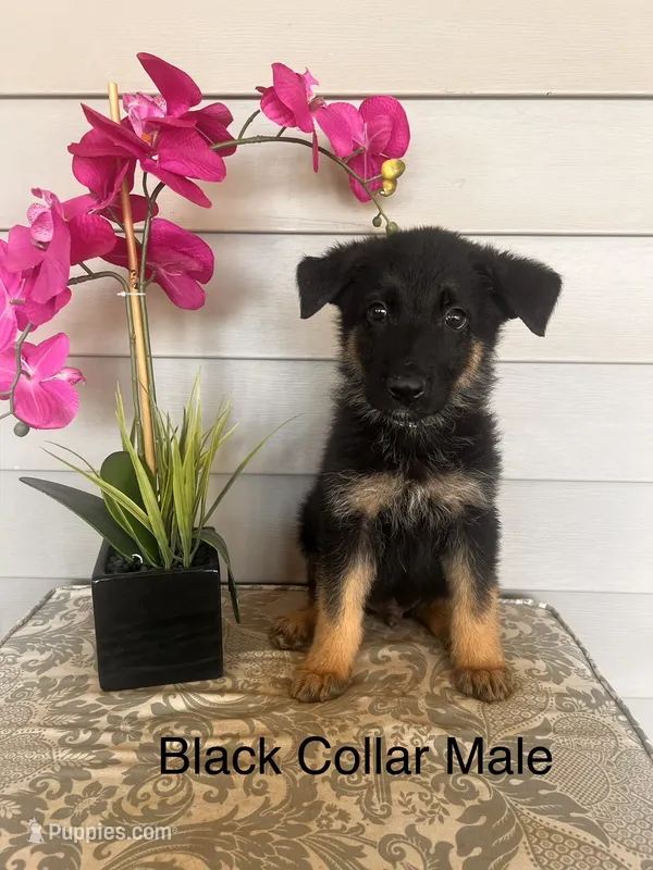 Black Collar Male – German Shepherd Dog puppy for sale in Morrisville, MO