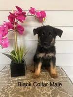 Black Collar Male, a female German Shepherd Dog for sale in Morrisville, MO – 1 of 5