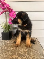 Light Pink Collar Female, a female German Shepherd Dog for sale in Morrisville, MO – 5 of 6