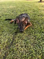 Brown Collar Male, a female German Shepherd Dog for sale in Morrisville, MO – 2 of 6