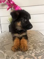 White Collar Female, a female German Shepherd Dog for sale in Morrisville, MO – 4 of 7