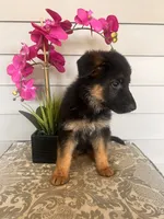 Red Collar Female, a female German Shepherd Dog for sale in Morrisville, MO – 3 of 5