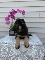 Green Collar Male, a female German Shepherd Dog for sale in Morrisville, MO – 4 of 9