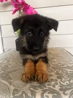 Green Collar Male, a female German Shepherd Dog for sale in Morrisville, MO – 2 of 6