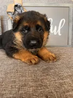 Green Collar Male, a male German Shepherd Dog for sale in Morrisville, MO – Photo 7 of 7