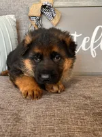 Green Collar Male, a male German Shepherd Dog for sale in Morrisville, MO – Photo 2 of 7