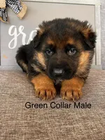 Green Collar Male, a male German Shepherd Dog for sale in Morrisville, MO – Photo 1 of 7