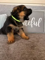 Green Collar Male, a male German Shepherd Dog for sale in Morrisville, MO – Photo 4 of 7