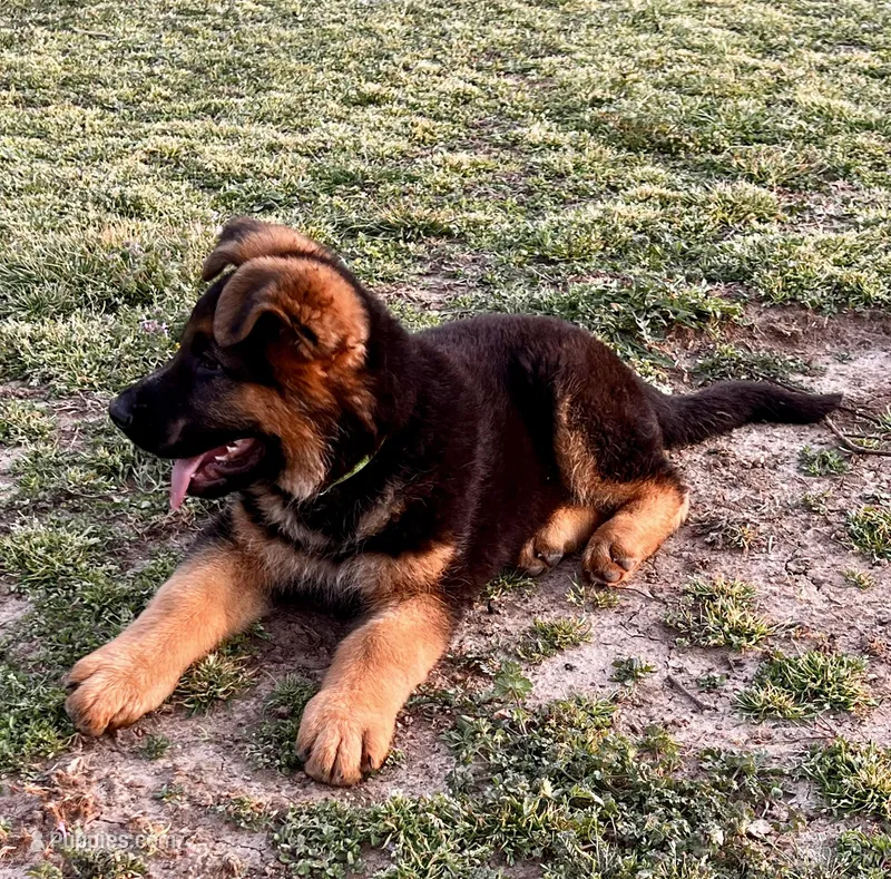 Green Collar Male – German Shepherd Dog puppy for sale in Morrisville, MO
