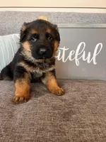 Green Collar Male, a male German Shepherd Dog for sale in Morrisville, MO – Photo 5 of 7