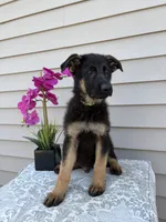 Green Collar Male, a female German Shepherd Dog for sale in Morrisville, MO – 7 of 9