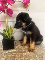 Black Collar Male, a female German Shepherd Dog for sale in Morrisville, MO – 4 of 5
