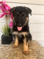 Light Pink Collar Female, a female German Shepherd Dog for sale in Morrisville, MO – 2 of 6
