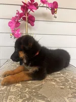Red Collar Female, a female German Shepherd Dog for sale in Morrisville, MO – 2 of 5